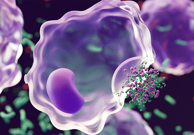 平衡免疫系統作用